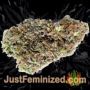 Big Yeti by Seed Stockers Buds Weed Ganja Skunk Pot Reefer Dope Herb Pics Images