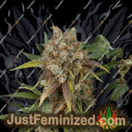 Black Rainbow by Seed Stockers Cannabis Seeds For Sale at Just Feminized
