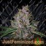 Amaretto Tarmac by Seed Stockers Cannabis Seeds For Sale at Just Feminized