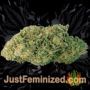 Amaretto Tarmac by Seed Stockers Buds Weed Ganja Skunk Pot Reefer Dope Herb Pics Images