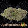 Amaretto Tarmac by Seed Stockers Buds Weed Ganja Skunk Pot Reefer Dope Herb Pics Images