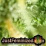 Amaretto Tarmac by Seed Stockers THC CBD Close Up Trichomes Potency Yield Indica Sativa Strain Pic Images