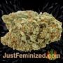Terp Tonic by Seed Stockers Buds Weed Ganja Skunk Pot Reefer Dope Herb Pics Images