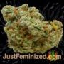 Terp Tonic by Seed Stockers Buds Weed Ganja Skunk Pot Reefer Dope Herb Pics Images