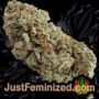 Tropical Zmoothie by Seed Stockers Buds Weed Ganja Skunk Pot Reefer Dope Herb Pics Images