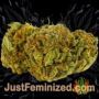 Tropical Zmoothie by Seed Stockers Buds Weed Ganja Skunk Pot Reefer Dope Herb Pics Images