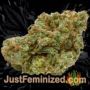 Zmakdaun by Seed Stockers Buds Weed Ganja Skunk Pot Reefer Dope Herb Pics Images