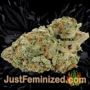 Black Rainbow Auto by Seed Stockers Buds Weed Ganja Skunk Pot Reefer Dope Herb Pics Images