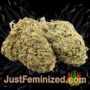 Black Rainbow Auto by Seed Stockers Buds Weed Ganja Skunk Pot Reefer Dope Herb Pics Images
