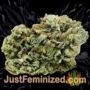 Amaretto Tarmac Auto by Seed Stockers Buds Weed Ganja Skunk Pot Reefer Dope Herb Pics Images