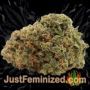 Amaretto Tarmac Auto by Seed Stockers Buds Weed Ganja Skunk Pot Reefer Dope Herb Pics Images