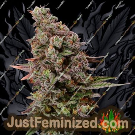 Terp Tonic Auto by Seed Stockers Cannabis Seeds For Sale at Just Feminized