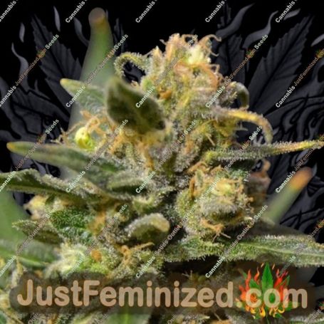 Northern Auto by CBD Seeds Cannabis Seeds For Sale at Just Feminized