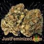 Terp Tonic Auto by Seed Stockers Buds Weed Ganja Skunk Pot Reefer Dope Herb Pics Images