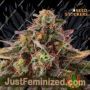 Tropical Zmoothie Auto by Seed Stockers Cannabis Seeds For Sale at Just Feminized