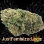 Tropical Zmoothie Auto by Seed Stockers Buds Weed Ganja Skunk Pot Reefer Dope Herb Pics Images