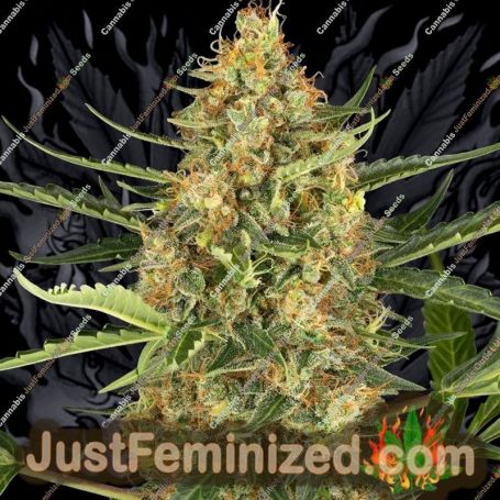 Blueberry Bubblegum Auto by Sensi Seeds Cannabis Seeds For Sale at Just Feminized