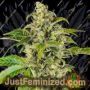 Sweet Sour Cream Auto by Sensi Seeds Cannabis Seeds For Sale at Just Feminized