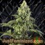 Cosmic Kiss by Sensi Seeds Cannabis Seeds For Sale at Just Feminized