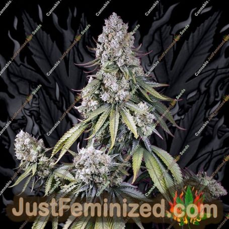 Jealousy Z XL Auto by Sweet Seeds Cannabis Seeds For Sale at Just Feminized