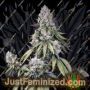 Jealousy Z XL Auto by Sweet Seeds Cannabis Seeds For Sale at Just Feminized
