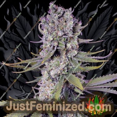 Papaya Zoap F1 by Sweet Seeds Cannabis Seeds For Sale at Just Feminized