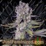 Papaya Zoap F1 by Sweet Seeds Cannabis Seeds For Sale at Just Feminized