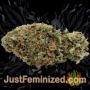 Papaya Zoap F1 by Sweet Seeds Buds Weed Ganja Skunk Pot Reefer Dope Herb Pics Images