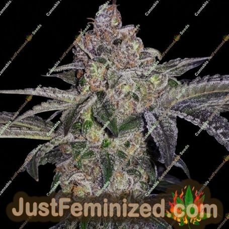 Pure Runtzy by TH Seeds Cannabis Seeds For Sale at Just Feminized