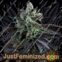 French Macaron Auto by TH Seeds Cannabis Seeds For Sale at Just Feminized