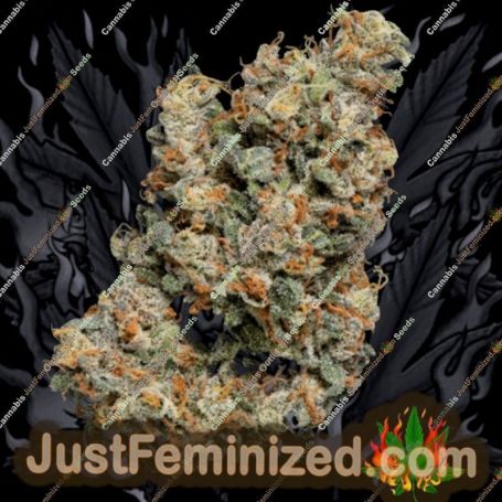 Jelly Donutz by Terp Farmz Cannabis Seeds For Sale at Just Feminized