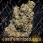 Jelly Donutz by Terp Farmz Cannabis Seeds For Sale at Just Feminized