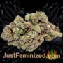 Jelly Donutz by Terp Farmz Buds Weed Ganja Skunk Pot Reefer Dope Herb Pics Images