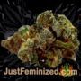 Jelly Donutz by Terp Farmz Buds Weed Ganja Skunk Pot Reefer Dope Herb Pics Images