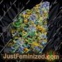 Wagyu Donutz by Terp Farmz Cannabis Seeds For Sale at Just Feminized