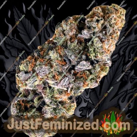Choc Truffle Auto by Terp Farmz Cannabis Seeds For Sale at Just Feminized
