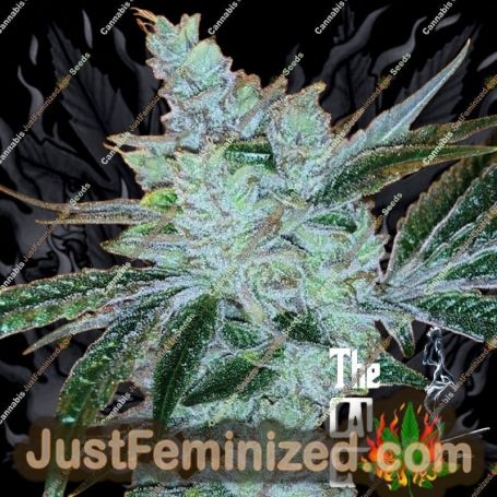 Lemon Delight by Cali Connection Cannabis Seeds For Sale at Just Feminized