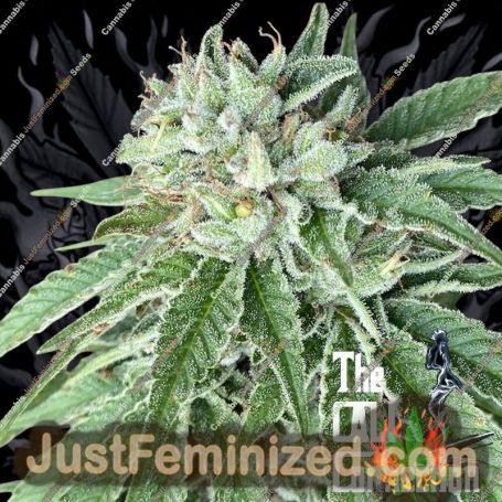 Semifreddo al Limone by Cali Connection Cannabis Seeds For Sale at Just Feminized