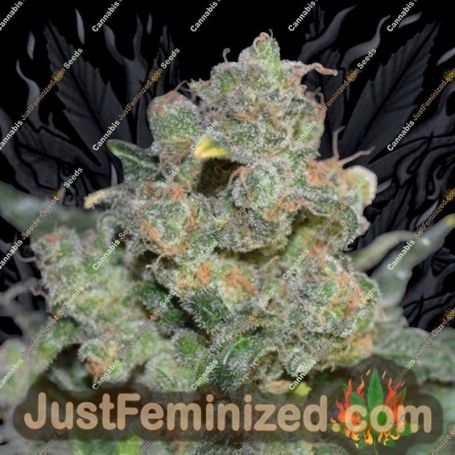 Cheese by CBD Seeds Cannabis Seeds For Sale at Just Feminized