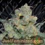 Cheese by CBD Seeds Cannabis Seeds For Sale at Just Feminized