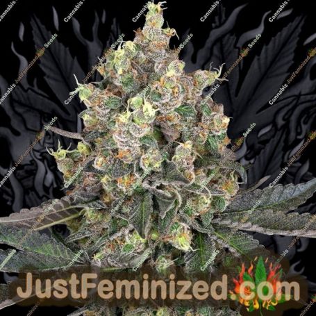 Sweet Berry Breeze by White Label Cannabis Seeds For Sale at Just Feminized