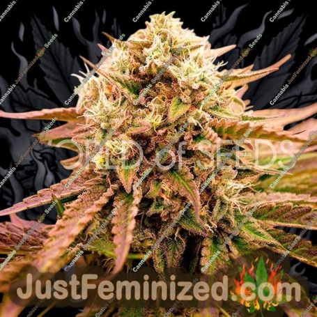 Appalachian Kush by World of Seeds Cannabis Seeds For Sale at Just Feminized