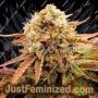 Appalachian Kush by World of Seeds Cannabis Seeds For Sale at Just Feminized