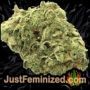 Appalachian Kush by World of Seeds Buds Weed Ganja Skunk Pot Reefer Dope Herb Pics Images
