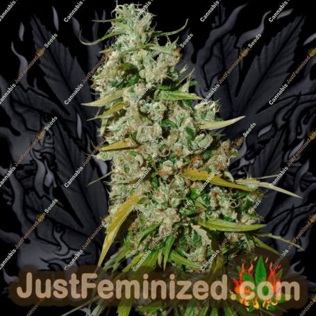 Appalachian Kush by World of Seeds Cannabis Seeds For Sale at Just Feminized