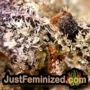 Appalachian Kush by World of Seeds THC CBD Close Up Trichomes Potency Yield Indica Sativa Strain Pic Images