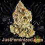 Burger Kush by World of Seeds Buds Weed Ganja Skunk Pot Reefer Dope Herb Pics Images