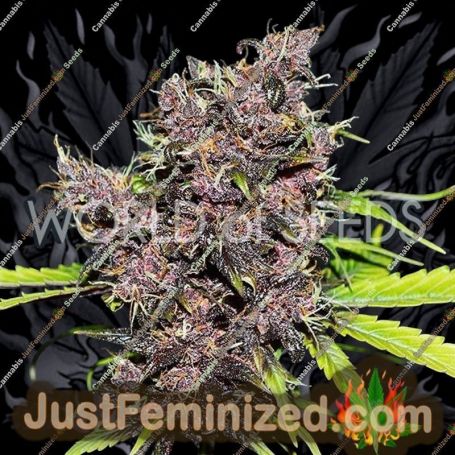 Purple Afghan Kush Auto by World of Seeds Cannabis Seeds For Sale at Just Feminized