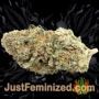 Purple Afghan Kush Auto by World of Seeds Buds Weed Ganja Skunk Pot Reefer Dope Herb Pics Images