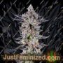 Platinum Mimosa Cookies by Growers Choice Cannabis Seeds For Sale at Just Feminized
